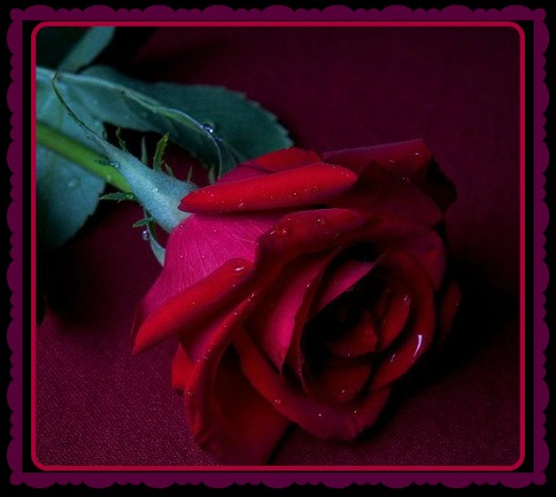 Get Blumen gedichte rilke Desktop Wallpaper Free