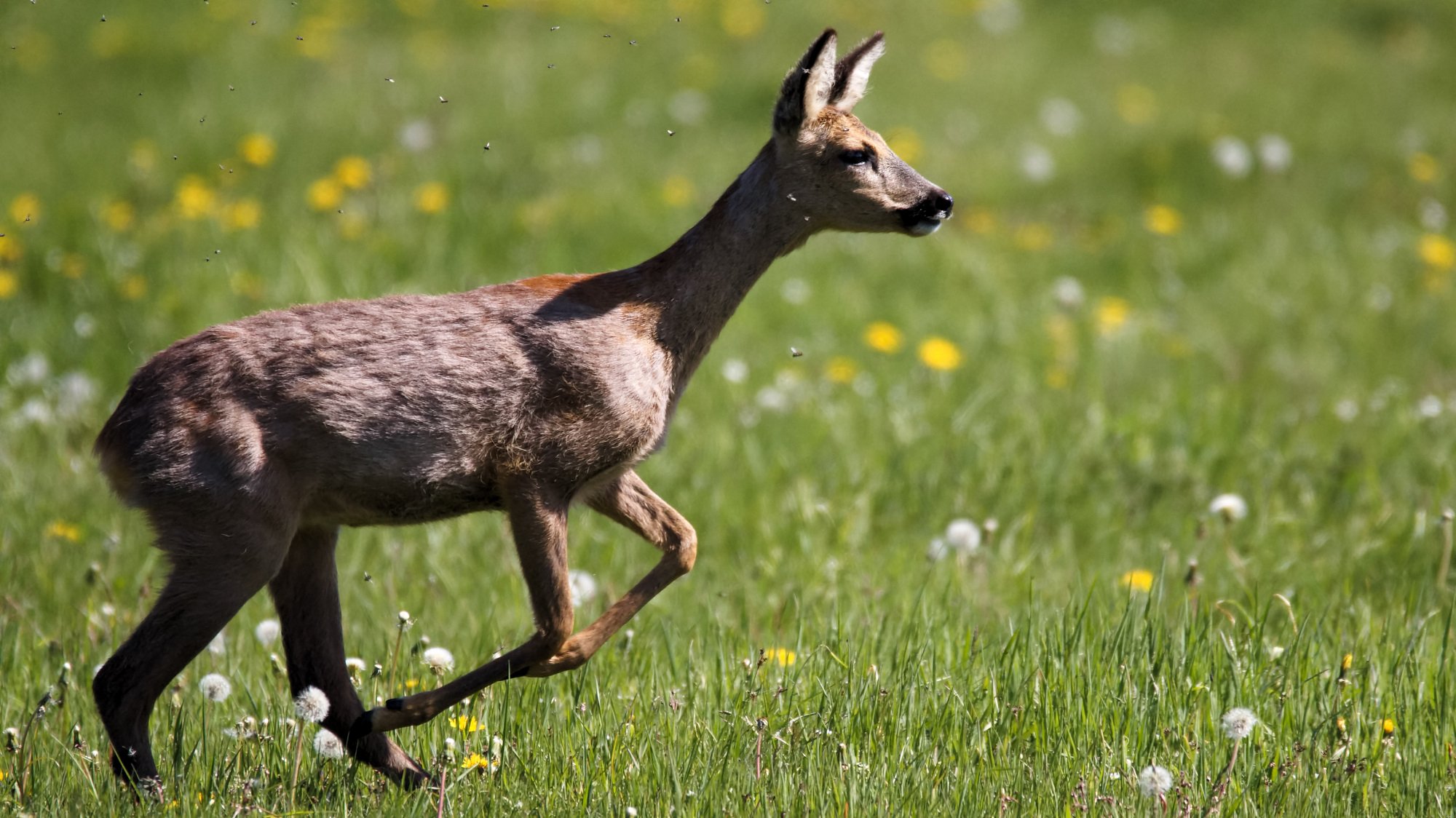 das reh springt hoch, das reh springt weit Seite 3 Säugetiere (Mammalia) Das neue Naturforum