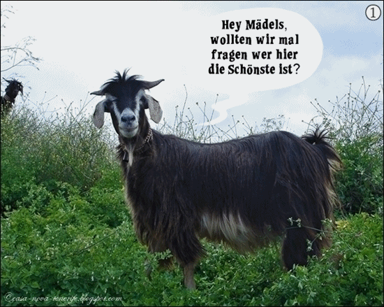 Get Schaf lustig gif HD Schaf Lustig Gif